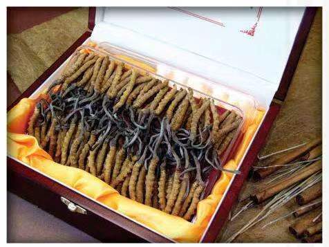 马边冬虫夏草回收